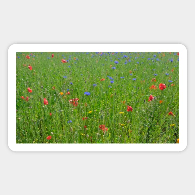 Summer splendour wild flower garden Magnet by stevepaint